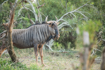 Wall Mural - A large dominant Blue Wildebeest bull parading with in his territory. 