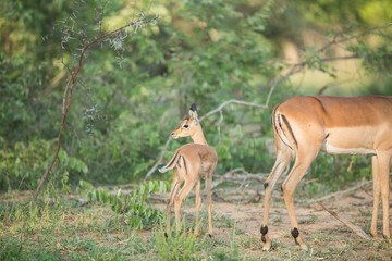 Wall Mural - A young impala with its very nervous looking mother. As one of the more common prey species these animals have to constantly be aware of what's going on around them. 