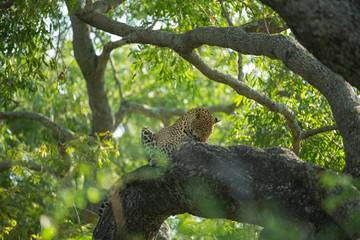 Wall Mural - A territorial male leopard taking some refuge from the sun in a large weeping boerbean tree. 