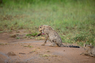 Wall Mural - A young cheetah cub soaked in a later afternoon thundershower. 
