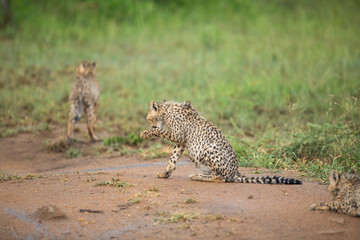 Wall Mural - A young cheetah cub soaked in a later afternoon thundershower. 