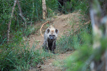 Wall Mural - Young spotted hyaena around a den. Incredibly curious as to what we were doing there. 