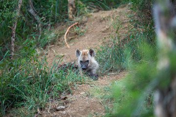 Wall Mural - Young spotted hyaena around a den. Incredibly curious as to what we were doing there. 