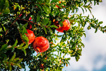 red ripe pomegranate fruit on tree branch in the garden orchard ready for harvest