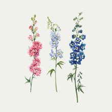 Beautiful Vector Watercolor Floral Set With Pink, White And Blue Delphinium Flowers. Stock Illustration.