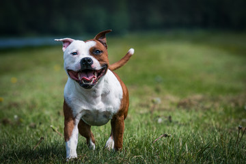 Wall Mural - Staffordshire bull terrier in action photography outside.