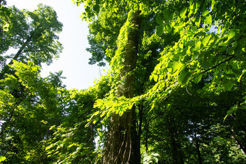 Sticker - Vine-laced Trees