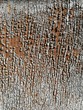 © makstar - Old crackled painted wood texture