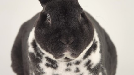 Sticker - Beautiful black-and-white rabbit stirs its nose and looks at the camera.