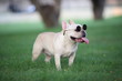 french bulldog wearing sunglasses, on the grass in the park. Beautiful dog breed French Bulldog in autumn outdoor grass
