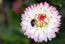 Beautiful Ladybug On Pink Flower In The Park