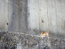 かくてている壁からにゅっと顔を出すかわいらしい猫