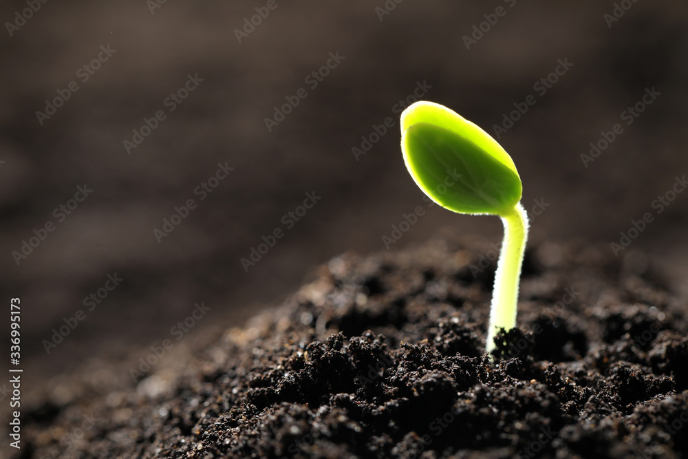 Little green seedling growing in soil, closeup. Space for text - obrazy, fototapety, plakaty 