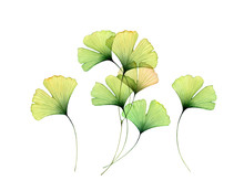 Watercolor Gingko Leaves Set. Transparent Green Branches Collection Isolated On White. Hand Painted Artwork With Maidenhair Tree. Realistic Botanical Illustration For Wedding Design