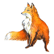 Chanterelle Red Fox Drawing Picture Watercolor Illustration