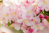 Fototapeta Kwiaty - Beautiful fragrant Chinese flowering crabapple