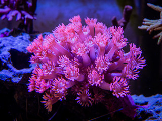 Canvas Print - Pink goniopora (flowerpot coral - LPS coral) in a reef aquarium