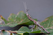 Mantis on a green leaf with in gray background. Full frame insect.