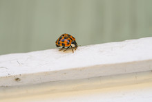 Asian Lady Beetle In Springtime