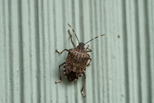 Brown Marmorated Stink Bug In Springtime