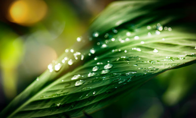 Water dew drops on deep green leaf, moody nature, macro shot, space for text