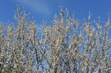 Wall Mural - Schlehe im Frühling