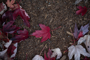 Wall Mural - fall color