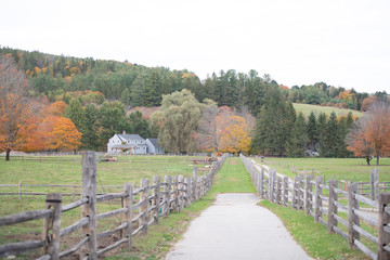 Wall Mural - fall color