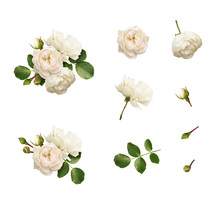 Set Of Cream Garden Rose Flowers, Leaves And Arrangements