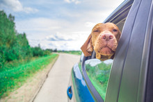 The Dog Looks Out Of The Car. Dog Travel By Car. Vizsla  Enjoying Road Trip.