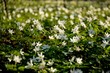 © Lucy_Kozyra - coseup forest covered with anemone flowers. many white wild forest flowers grow in spring. rare flowers rare flowers in the evening sun, floral background