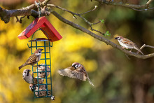 A Flock Of Eurasian Tree Sparrows (Passer Montanus) At The Fat Balls In Spring