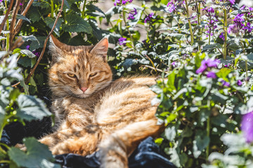 A fluffy red cat sits relax in a garden near blooming spring flowers. Clear weather, the animal enjoys