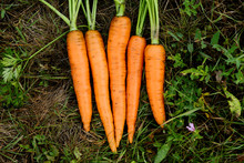 Large And Fresh Carrots On The Grass In The Garden Lie In A Row. Vegetable Agriculture