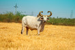 Ox on a farm, looking straight ahead.ox bull in Indian cattle farm, indian ox selective focus