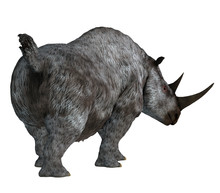 Woolly Rhino Tail - The Woolly Rhino Was A Herbivorous Rhinoceros That Lived In Asia And Europe During The Pleistocene Period.