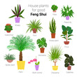 Colorful set of various potted houseplants for good feng shui. Succulents, evergreen plants in planters. Flat style vector illustration.