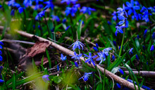 Bee Amongst Blue Flowers
