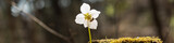 Fototapeta Kwiaty - Bee on a white hellebore flower