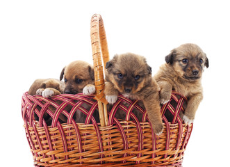 Poster - Puppies in a basket.