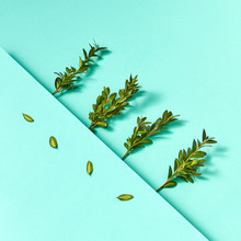 Green Branches And Leaves On A Turquoise Background