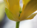 Fototapeta Tulipany - yellow tulip closeup