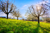 Fototapeta Krajobraz - Cherry trees in blossom in Switzerland
