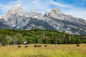 Wall Mural - Horses and donkeys in green field in front of Teton mountains