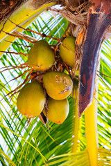 Wall Mural - Coconuts on tree