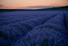 Lavender Field During Sunset