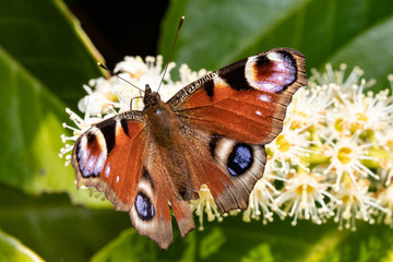 Canvas Print - peacock butterfly 