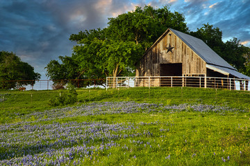 Wall Mural - Barn and Bluebonnets