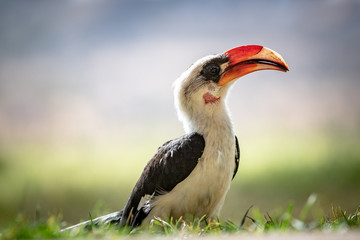 Male Von Den Deckers hornbill