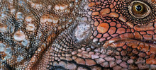 Face Close Up Of A Green Iguana Showing Individual Scales